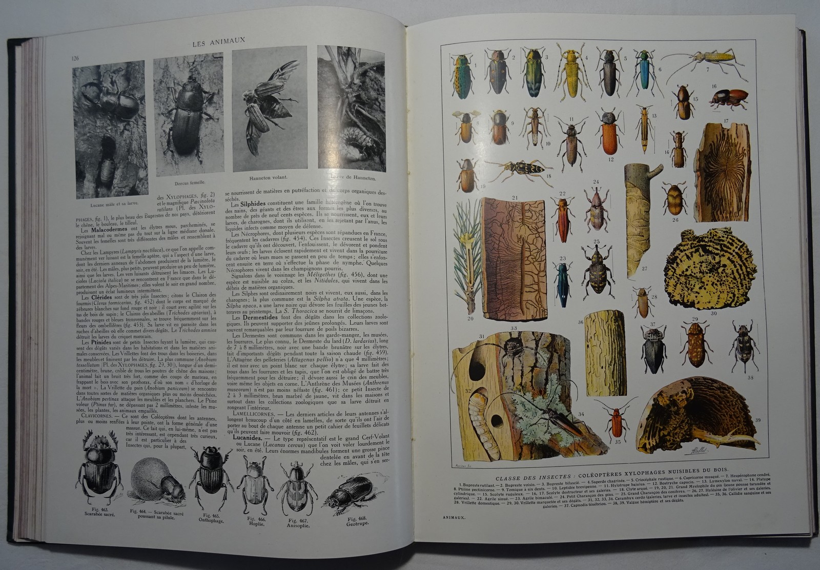 Histoire Naturelle Illustrée – Les Animaux (livre En Français)